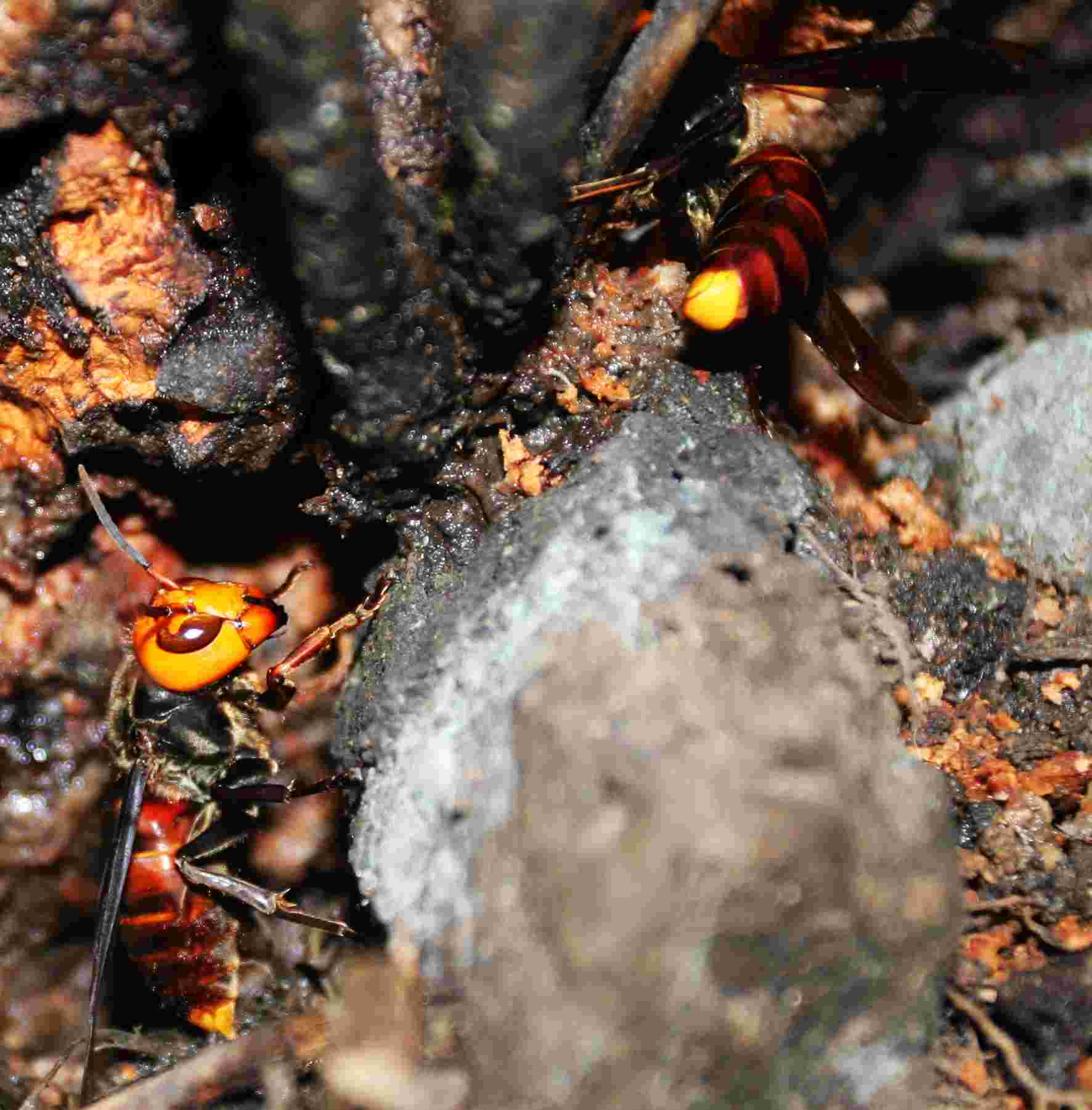 屏风山 塔次基里溪 吊桥附近 有地蜂